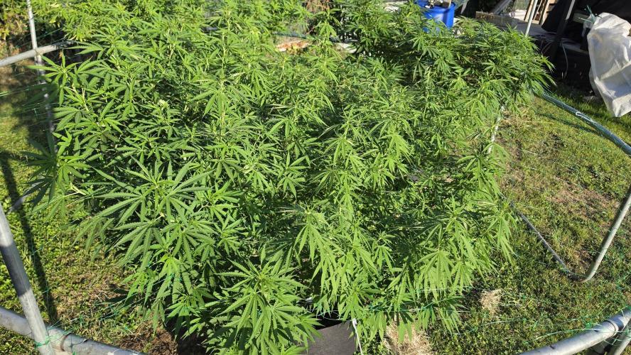 outdoor grow NRW '26. Week 18 - Cinderella 99