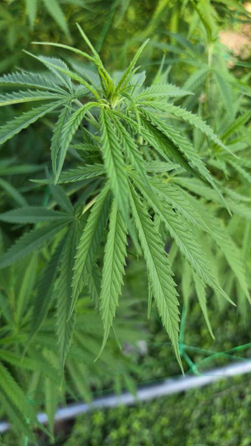 outdoor grow NRW '26. Week 18 - Cinderella 99