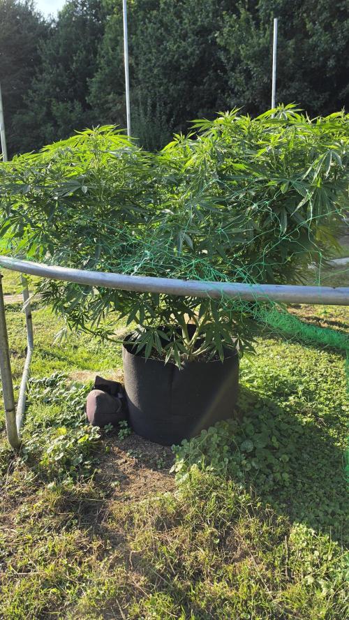 outdoor grow NRW '26. Week 18 - Jack 47 F1 