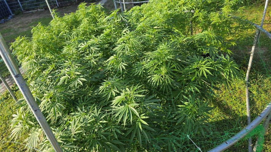 outdoor grow NRW '26. Week 18 - Jack 47 F1 