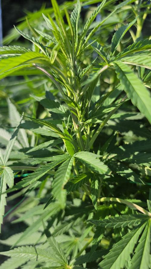 outdoor grow NRW '26. Week 18 - Jack 47 F1 