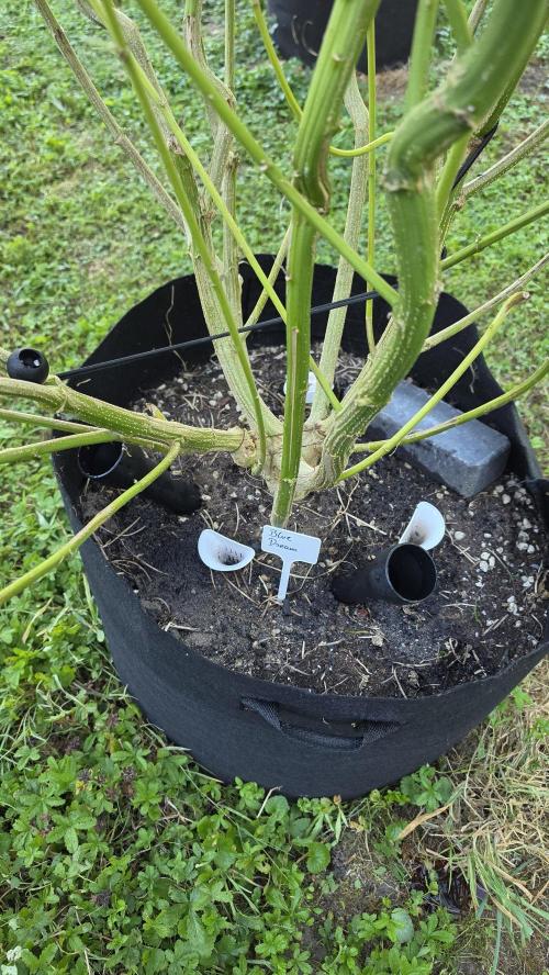outdoor grow NRW '26. Week 22 - Blue Dream