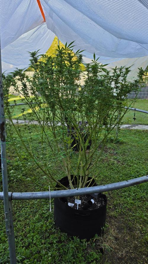 outdoor grow NRW '26. Week 22 - Blue Dream