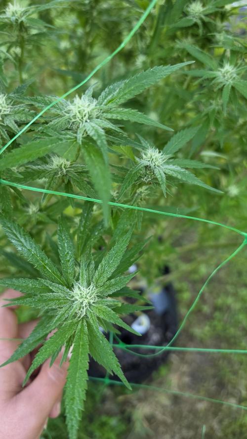 outdoor grow NRW '26. Week 22 - Blue Dream