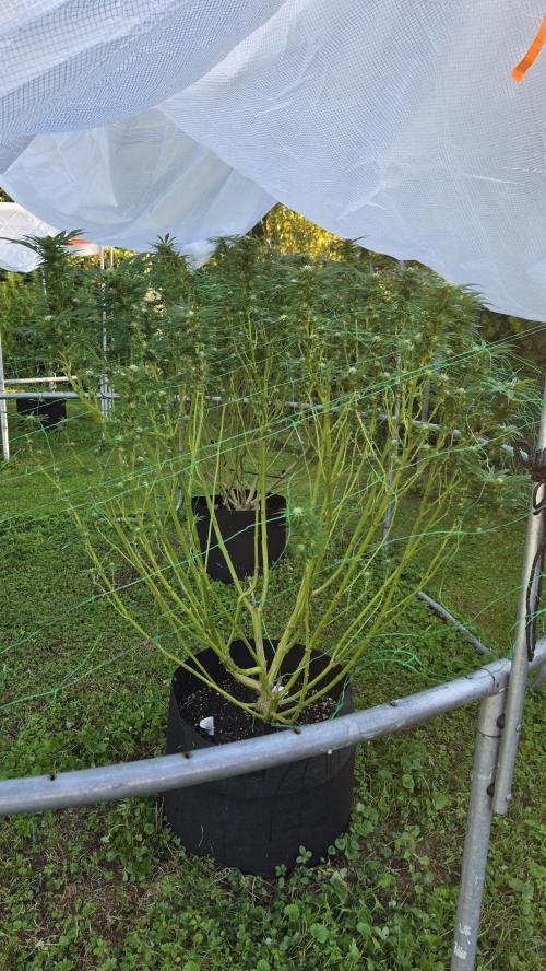 outdoor grow NRW '26. Week 22 - Jack 47 F1