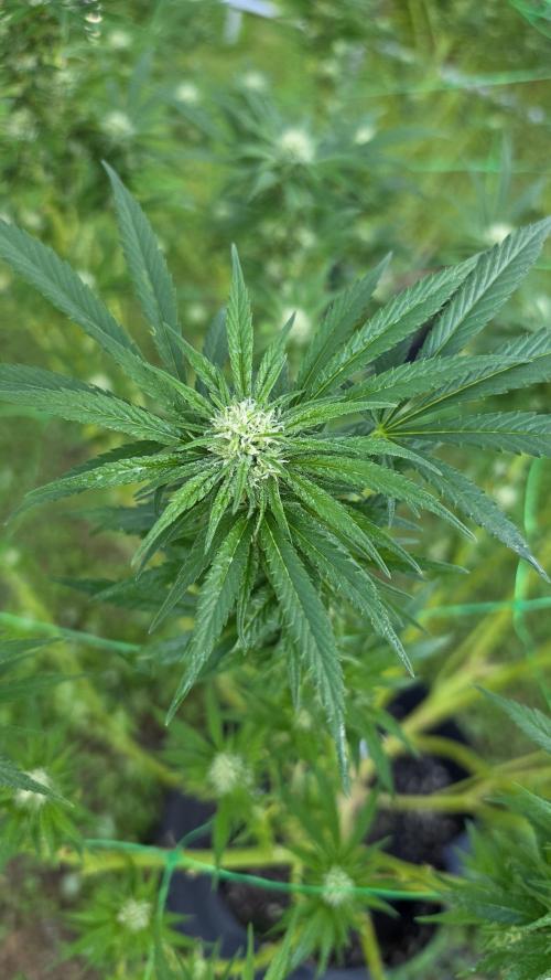 outdoor grow NRW '26. Week 22 - Jack 47 F1