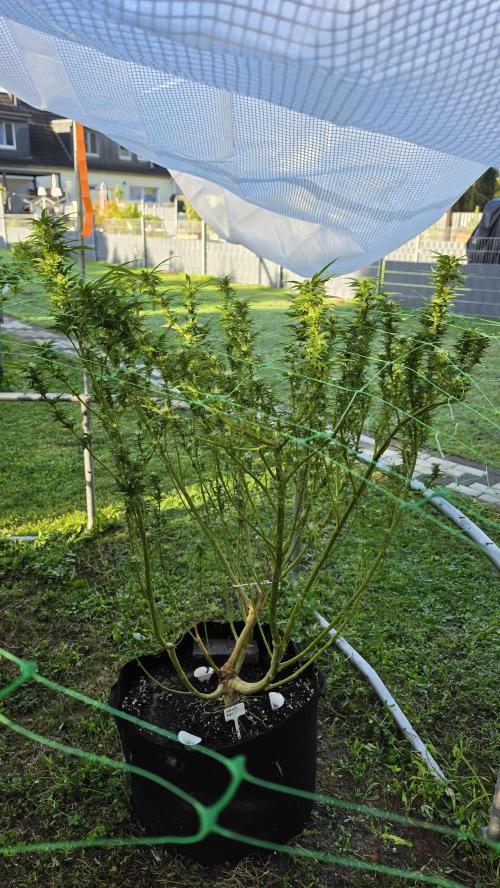 Dutch Passion Outdoor Grow 26 NRW. Week 22 - Holland's Hope 