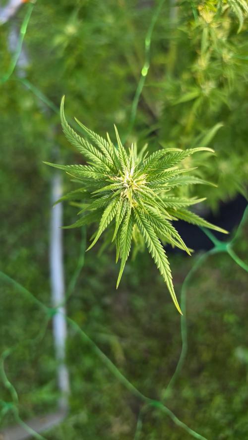 Dutch Passion Outdoor Grow 26 NRW. Week 22 - Holland's Hope 