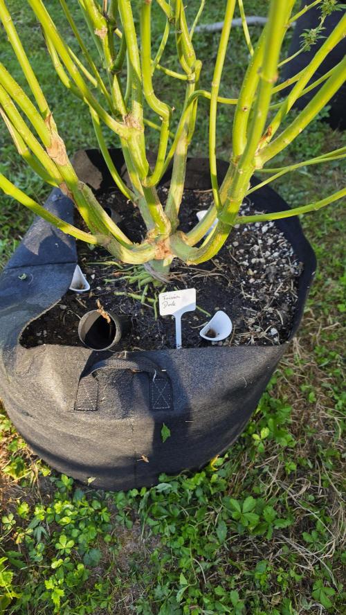 Dutch Passion Outdoor Grow 26 NRW. Week 22 - Frisian Duck 