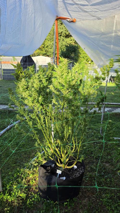 Dutch Passion Outdoor Grow 26 NRW. Week 22 - Frisian Duck