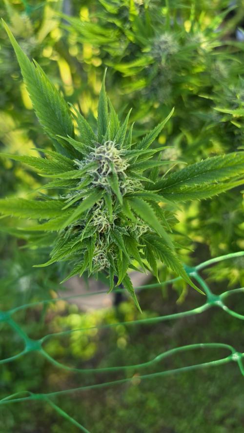 Dutch Passion Outdoor Grow 26 NRW. Week 22 - Frisian Duck