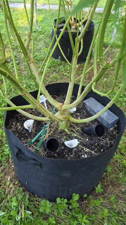 Dutch Passion Outdoor Grow 26 NRW. Week 22 - Frisian Dew 