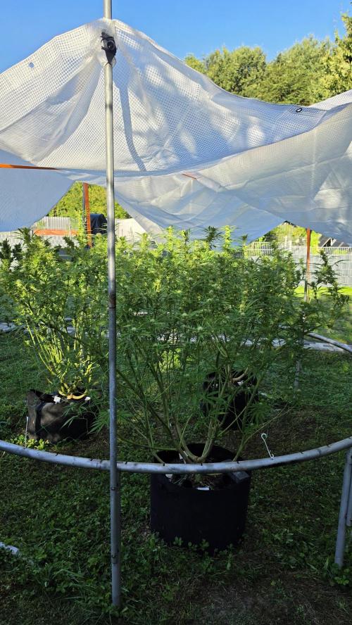 Dutch Passion Outdoor Grow 26 NRW. Week 22 - Frisian Dew 