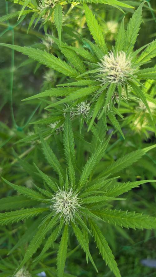 Dutch Passion Outdoor Grow 26 NRW. Week 22 - Frisian Dew 