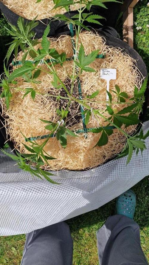 Dutch Passion Outdoor Grow 26 NRW. Week 7 - Frisian Dew