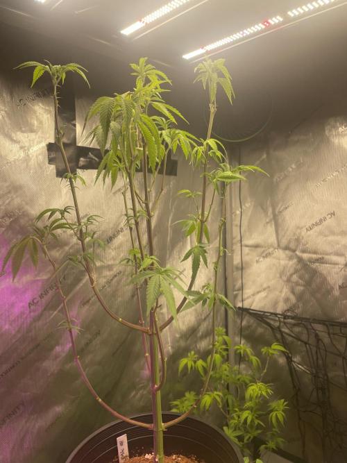 ZAK (Too Much Zkittlez x Zushi) x Gak. Week 6 - ZAK #1
