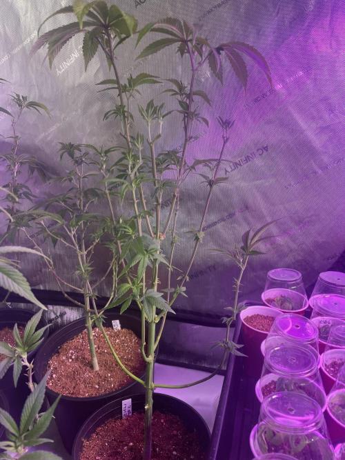 ZAK (Too Much Zkittlez x Zushi) x Gak. Week 6 - ZAK #2