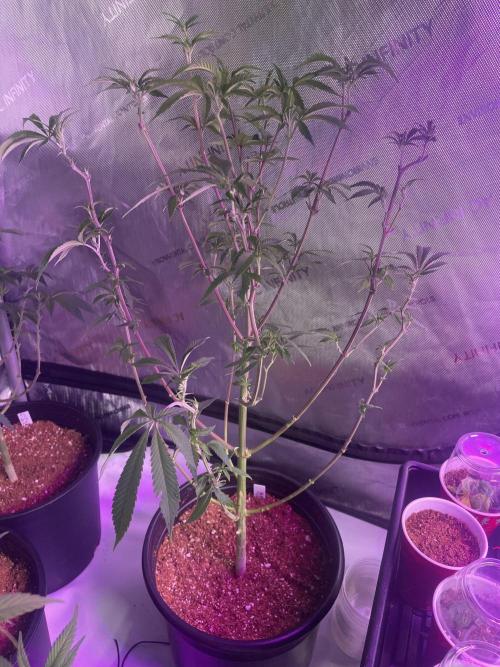 ZAK (Too Much Zkittlez x Zushi) x Gak. Week 6 - ZAK #3