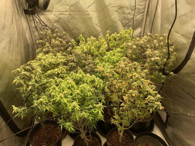 ZAK (Too Much Zkittlez x Zushi) x Gak. Week 4 - Multiple strains, 3 ZAK