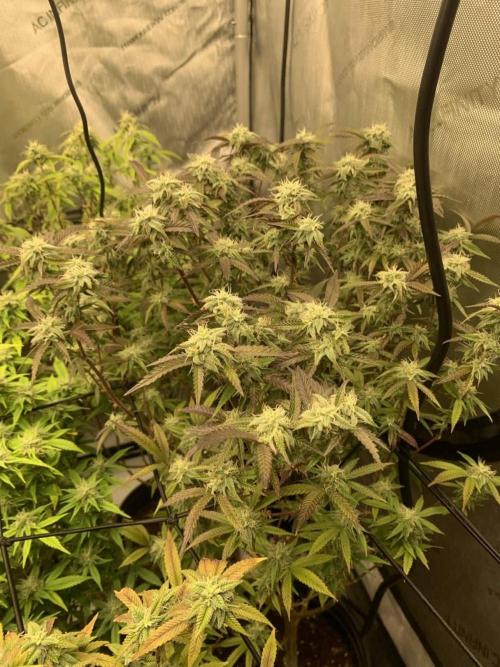 ZAK (Too Much Zkittlez x Zushi) x Gak. Week 4 - ZAK #3