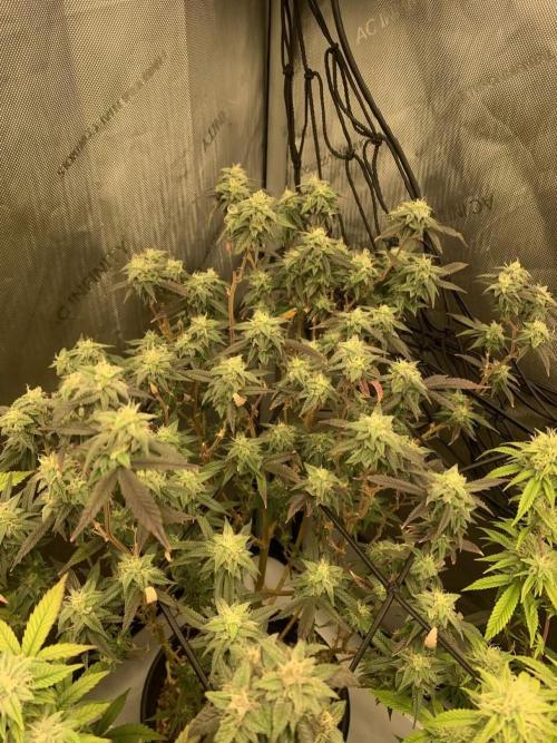 ZAK (Too Much Zkittlez x Zushi) x Gak. Week 4 - ZAK #1