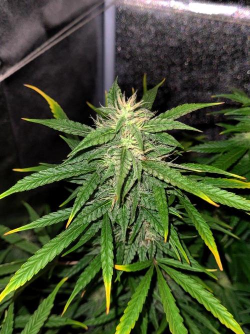 AUTO XXL BSF Rainbows & Pineapple Larry. Week 9 - Rainbows cola | Early 9