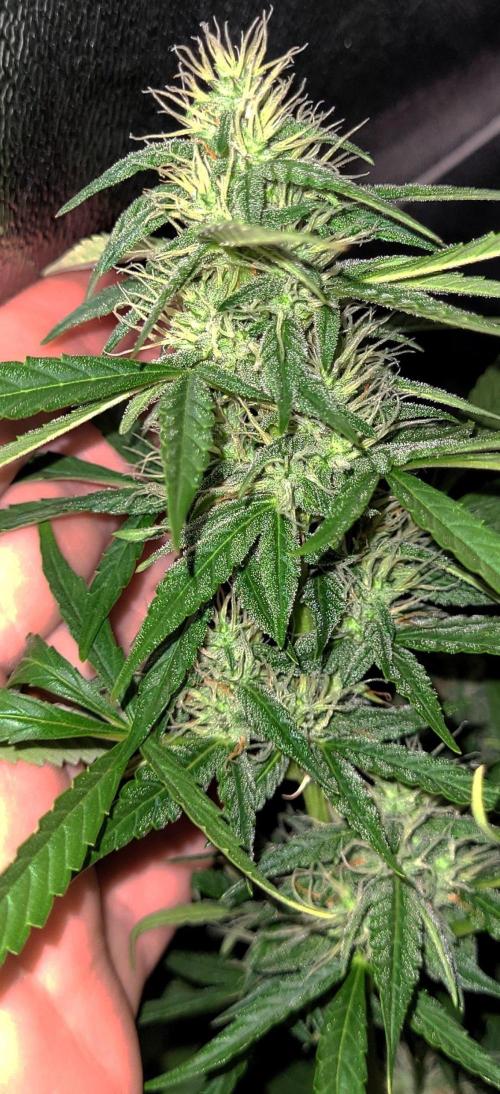 AUTO XXL BSF Rainbows & Pineapple Larry. Week 9 - Rainbows main cola | Early 9