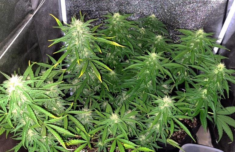 AUTO XXL BSF Rainbows & Pineapple Larry. Week 9 - Full canopy shot | Early 9