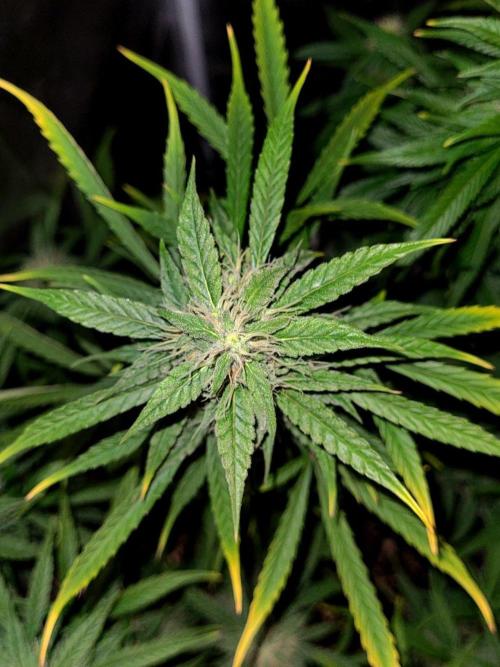 AUTO XXL BSF Rainbows & Pineapple Larry. Week 9 - Pretty picture | Early 9