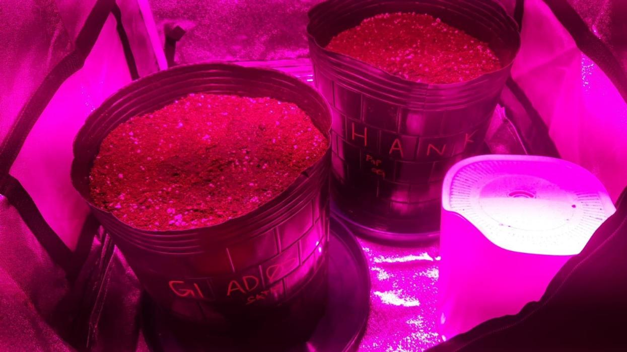 AUTO XXL BSF Rainbows & Pineapple Larry. Week 1