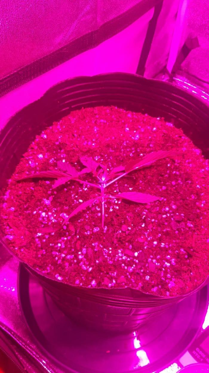 AUTO XXL BSF Rainbows & Pineapple Larry. Week 2
