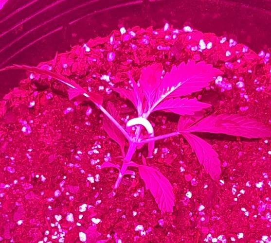AUTO XXL BSF Rainbows & Pineapple Larry. Week 3