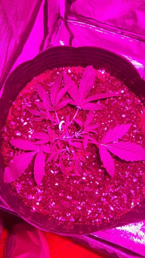AUTO XXL BSF Rainbows & Pineapple Larry. Week 3