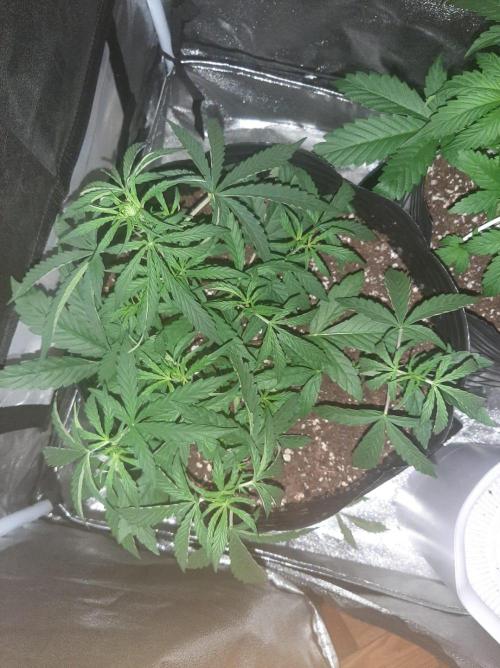 AUTO XXL BSF Rainbows & Pineapple Larry. Week 4 - Rainbows