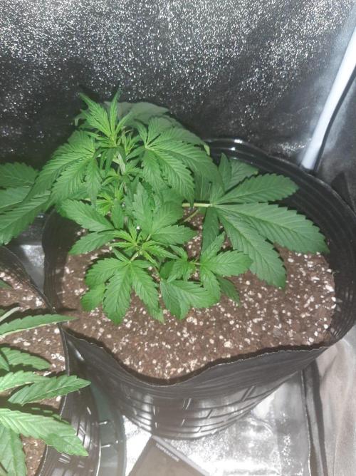 AUTO XXL BSF Rainbows & Pineapple Larry. Week 4 - Pineapple Larry OG