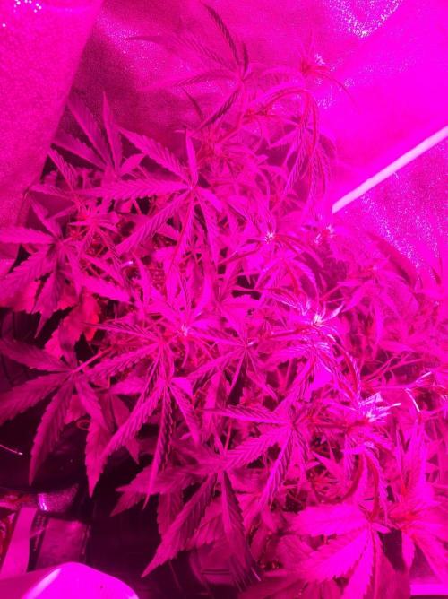 AUTO XXL BSF Rainbows & Pineapple Larry. Week 5 - Full canopy under blurple ass light