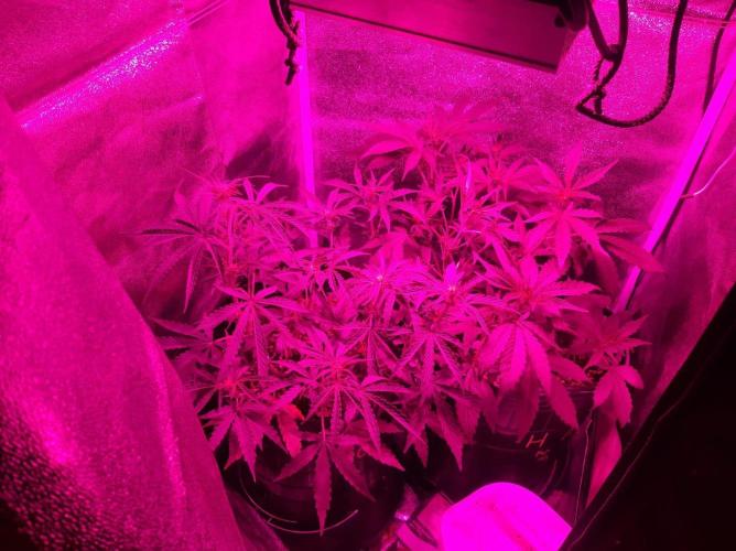 AUTO XXL BSF Rainbows & Pineapple Larry. Week 5 - Full canopy under blurple ass light