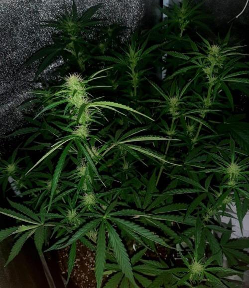AUTO XXL BSF Rainbows & Pineapple Larry. Week 6 - Full canopy, Rainbows at the front