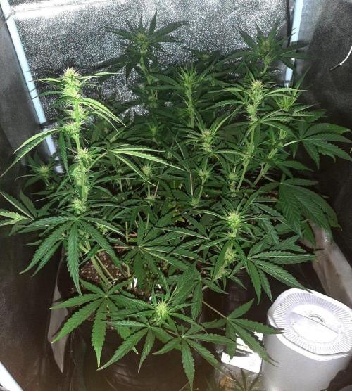 AUTO XXL BSF Rainbows & Pineapple Larry. Week 6 - Full canopy, entire tent shoot
