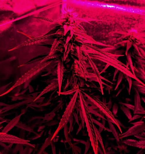 AUTO XXL BSF Rainbows & Pineapple Larry. Week 8 - Rainbows main cola - Edited