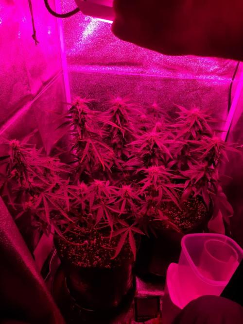 AUTO XXL BSF Rainbows & Pineapple Larry. Week 8 - Full canopy shot covering the light. Looks way better than simply taking the pic