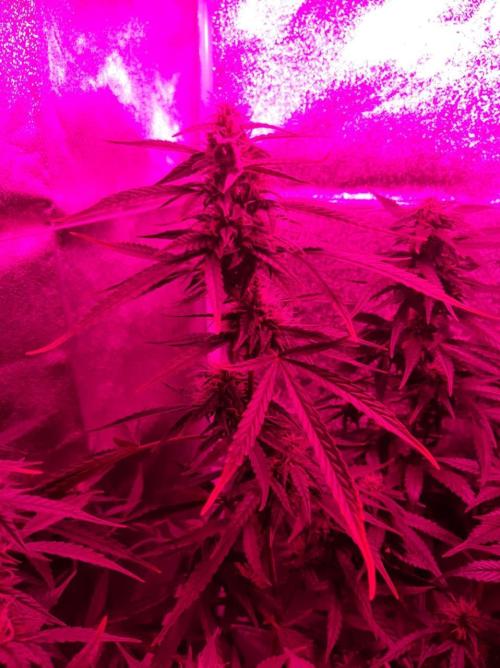 AUTO XXL BSF Rainbows & Pineapple Larry. Week 8 - Rainbows main cola - Raw shot
