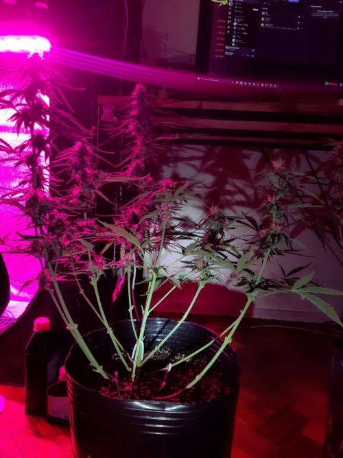 AUTO XXL BSF Rainbows & Pineapple Larry. Week 8 - Lollipopping - Rainbows