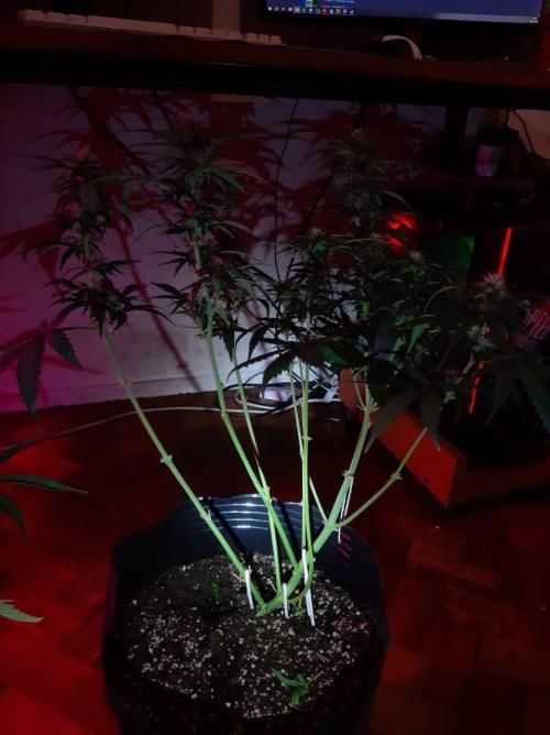 AUTO XXL BSF Rainbows & Pineapple Larry. Week 8 - Lollipopping - Pineapple Larry XL