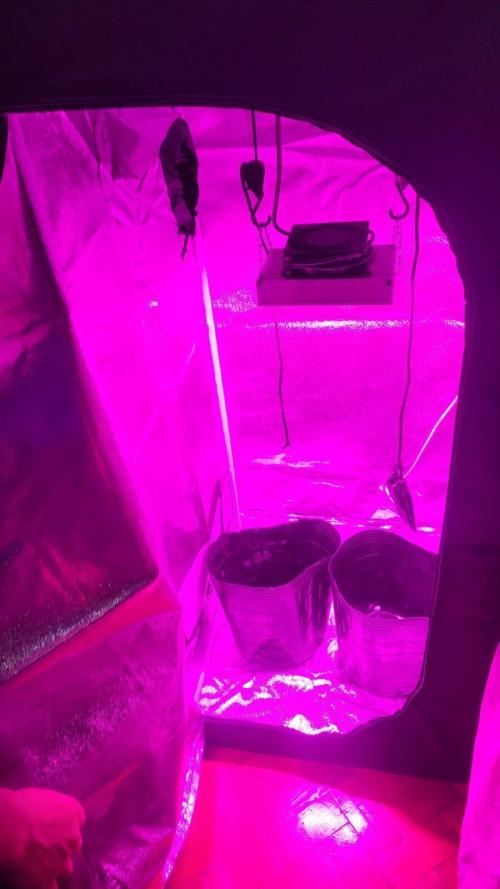 AUTO Lush Ice | My first ever grow!. Week 1 - Indoor setup (very purple indeed)