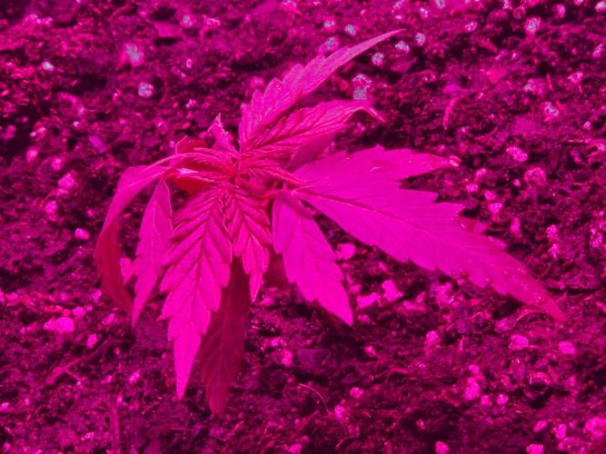 AUTO Lush Ice | My first ever grow!. Week 1 - Week 1 of growth, likely overwatered (fella did in fact get waterboarded)