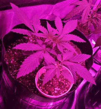 AUTO Lush Ice | My first ever grow!. Week 2 - Week 2 of growth