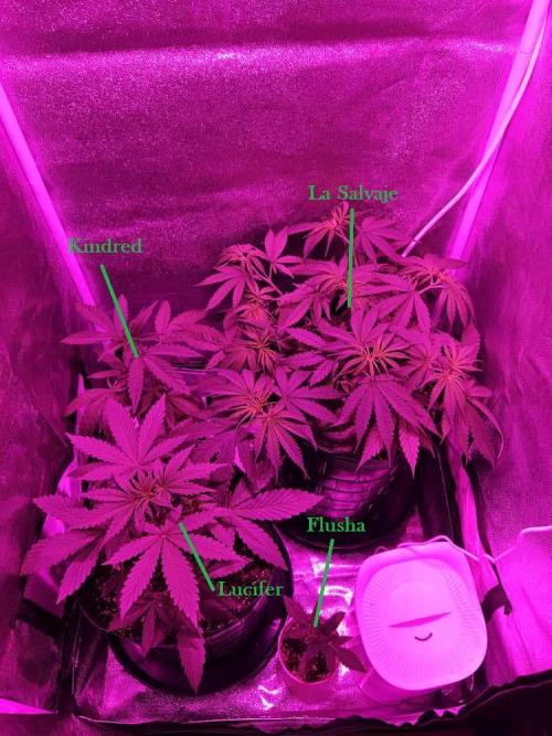 AUTO Lush Ice | My first ever grow!. Week 2 - Here you can see them all