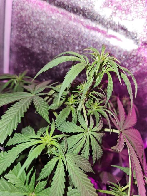 AUTO Lush Ice | My first ever grow!. Week 5 - Apex