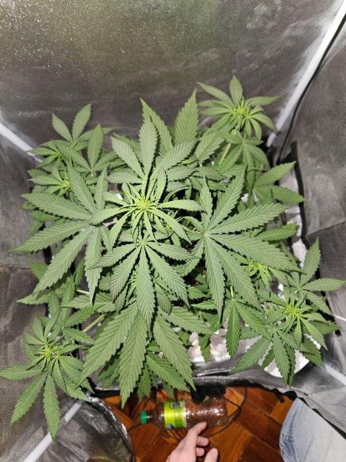 AUTO Lush Ice | My first ever grow!. Week 5 - Canopy